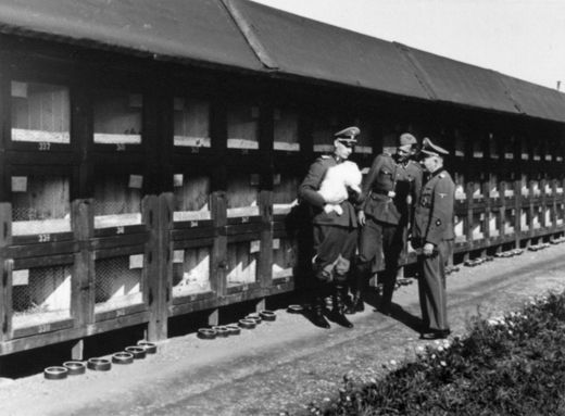 Rabbit Farm at Dachau